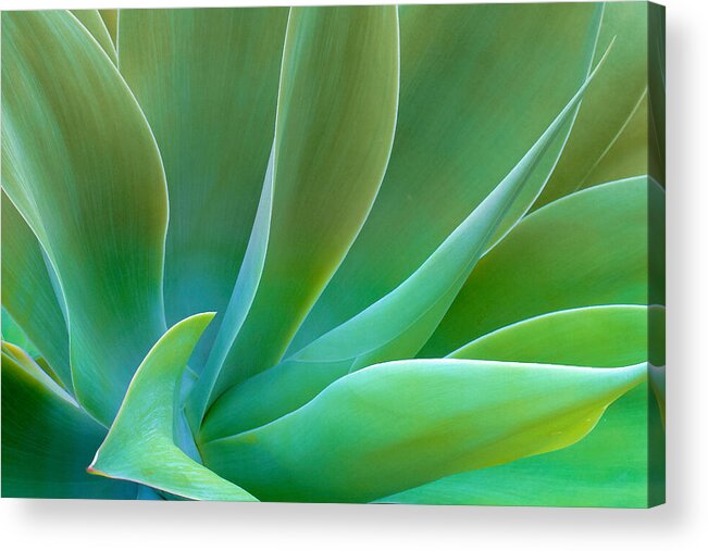 Agave Acrylic Print featuring the photograph Gentle Curves of Agave attenuata by Ram Vasudev