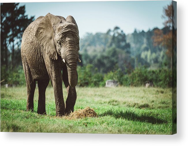 Elephant Acrylic Print featuring the photograph Gentle Giant by Jose Vazquez
