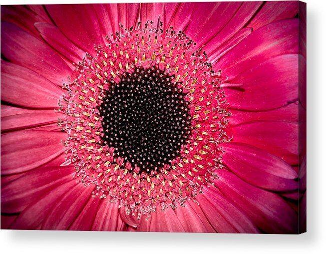 Flower Acrylic Print featuring the photograph Gerbera by Andreas Freund