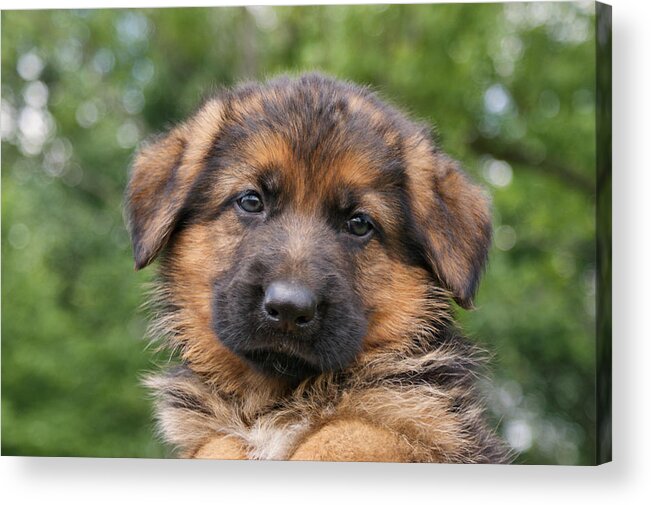 Dogs Acrylic Print featuring the photograph German Shepherd Puppy II by Sandy Keeton