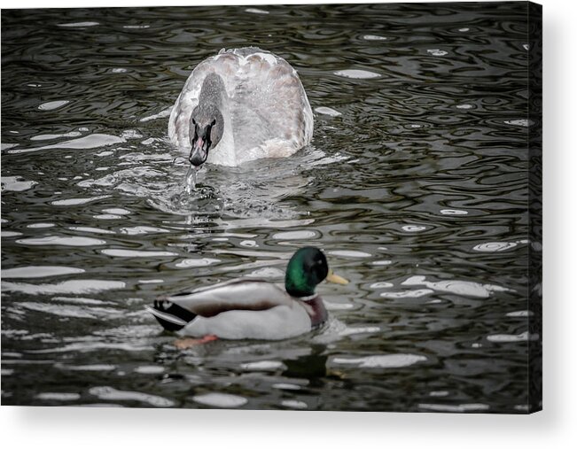 Brown Swan Acrylic Print featuring the photograph Get Off Of My Lawn by Ray Congrove