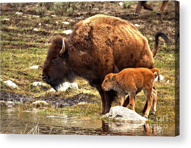 Bison Acrylic Print featuring the photograph Getting A Drink With Junior by Adam Jewell