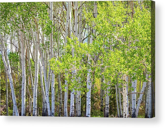 Aspen Forest Acrylic Print featuring the photograph Getting Lost In the Wilderness by James BO Insogna