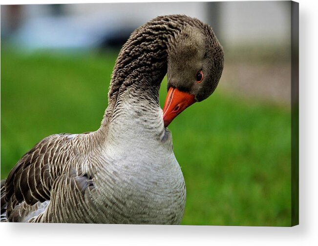 Goose Acrylic Print featuring the photograph Getting ready for bed by Chuck Brown
