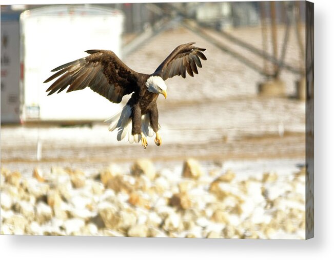 Bald Eagle Acrylic Print featuring the photograph Getting ready by Peter Ponzio