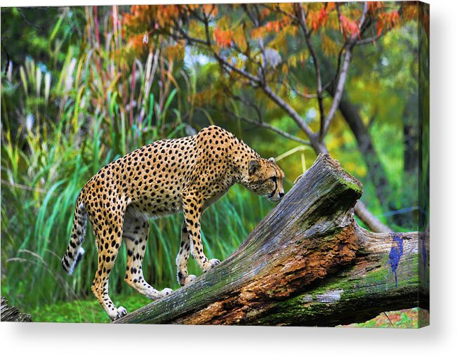 Cheetah Acrylic Print featuring the photograph Getting The Scent by Keith Lovejoy