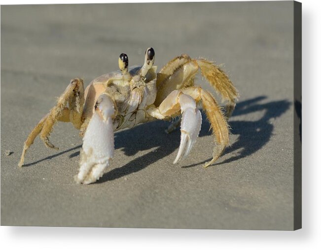 Ghost Crab Acrylic Print featuring the photograph Ghost Crab by Bradford Martin