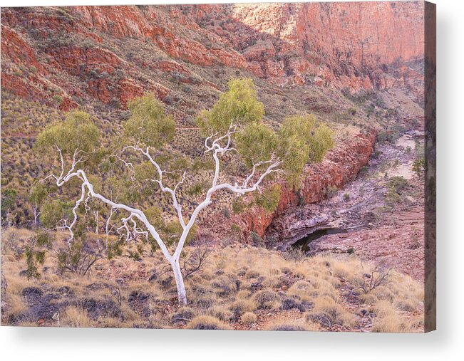 Gumtree Acrylic Print featuring the photograph Ghost Gum by Racheal Christian