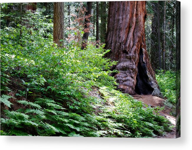 Ca Acrylic Print featuring the photograph Giant Among The Forest by Lana Trussell