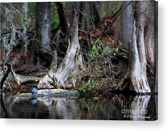 Cypress Knees Acrylic Print featuring the photograph Giant Cypress Knees by Barbara Bowen