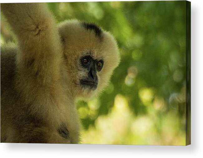 Zoo Acrylic Print featuring the photograph Gibbon Portrait by John Benedict