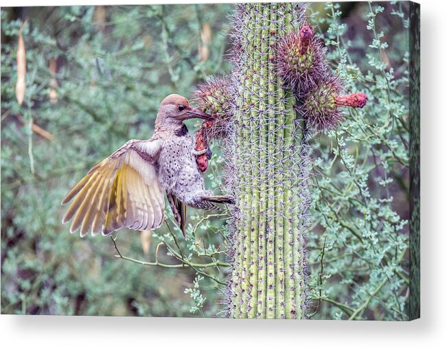 Juvenile Acrylic Print featuring the photograph Gilded Flicker 4167 by Tam Ryan