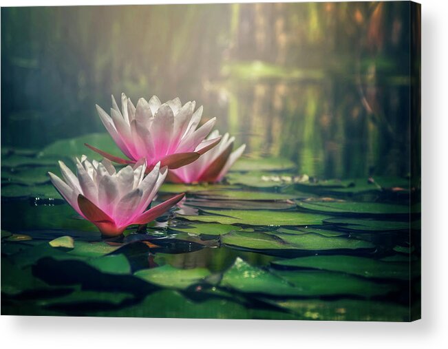 Waterlily Acrylic Print featuring the photograph Gilding The Lily by Carol Japp