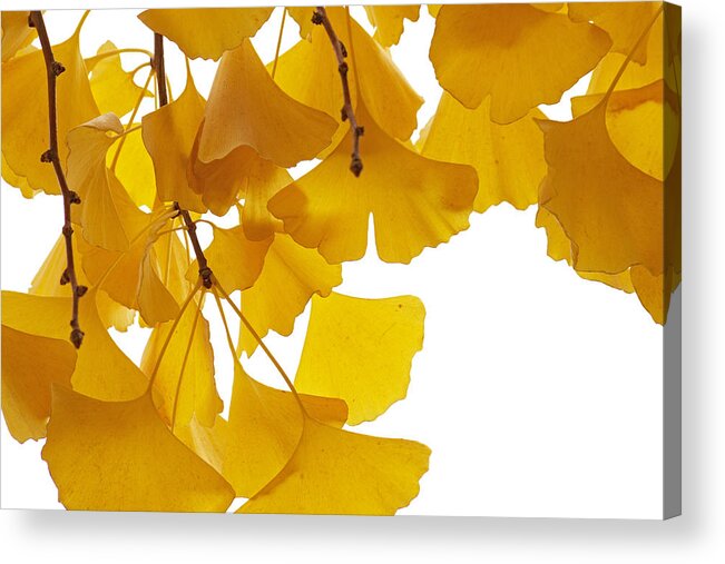 Fn Acrylic Print featuring the photograph Ginkgo Ginkgo Biloba Leaves In Autumn by Aad Schenk