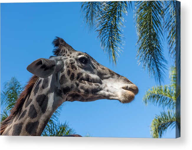 Giraffe Acrylic Print featuring the photograph Giraffe by John Johnson