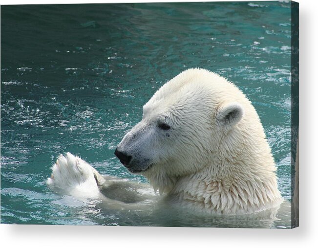 Polar Bear Acrylic Print featuring the photograph Giving thanks by David Barker