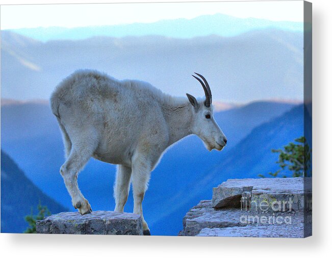  Acrylic Print featuring the photograph Glacier Mountain Goat by Adam Jewell