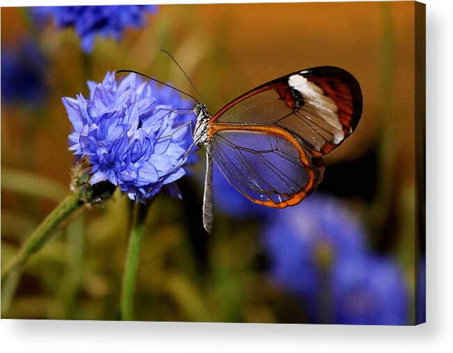 Glass Wing Butterfly Acrylic Print featuring the photograph Glasswing Butterfly by Living Color Photography Lorraine Lynch