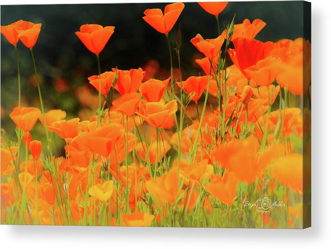 Spring Acrylic Print featuring the photograph Glowing Poppies by Steph Gabler