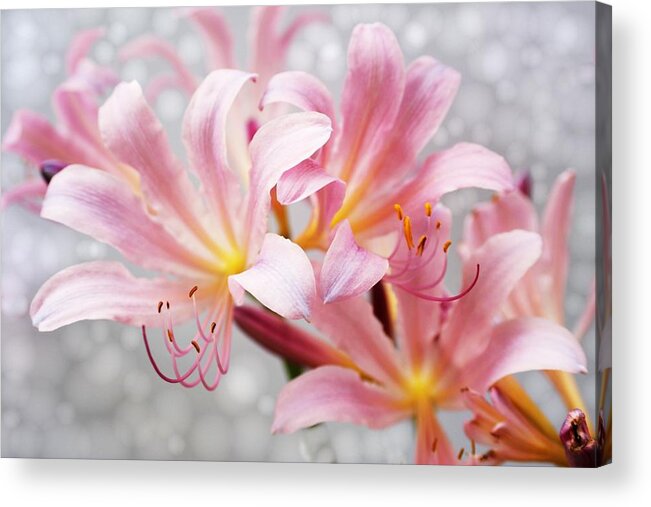 Lily Acrylic Print featuring the photograph Glowing Surprise LIly by Jim Darnall