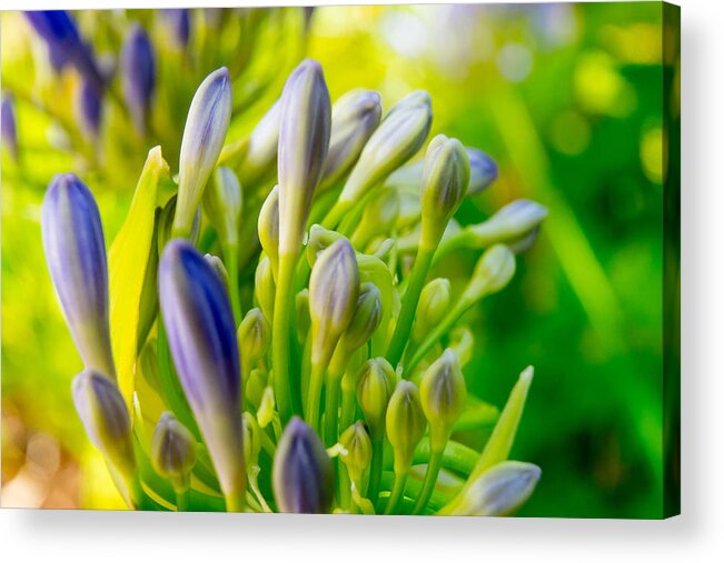 Flowers Acrylic Print featuring the photograph Go Forth by Derek Dean
