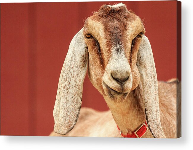 Animal Acrylic Print featuring the photograph Goat With an Attitude by Joni Eskridge