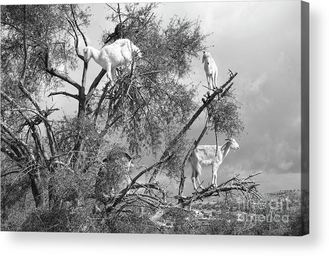 Morocco Acrylic Print featuring the photograph Goats in Tree BW by Chuck Kuhn