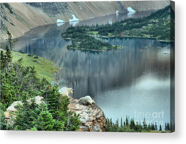 Hidden Lake Acrylic Print featuring the photograph Goats Overlooking Hidden Lake by Adam Jewell