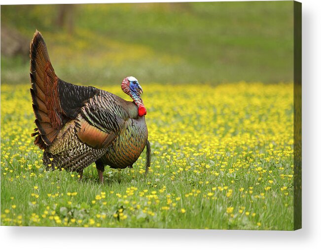 Turkey Acrylic Print featuring the photograph GobbleGobble by Timothy McIntyre