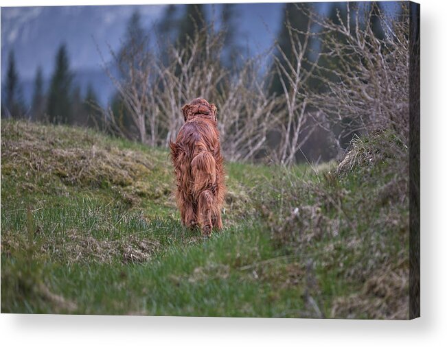 Dog Acrylic Print featuring the photograph Going home by Robert Krajnc