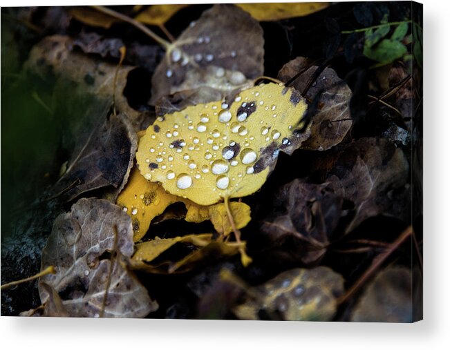 Aspen Acrylic Print featuring the photograph Gold And Diamonds by Stephen Holst