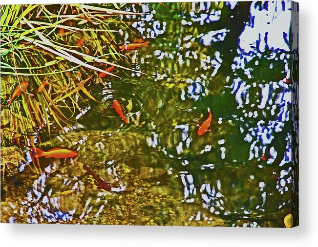 Gold Fish In A Pond Acrylic Print featuring the photograph Gold Fish in a Pond 2 10232017 Colorado by David Frederick