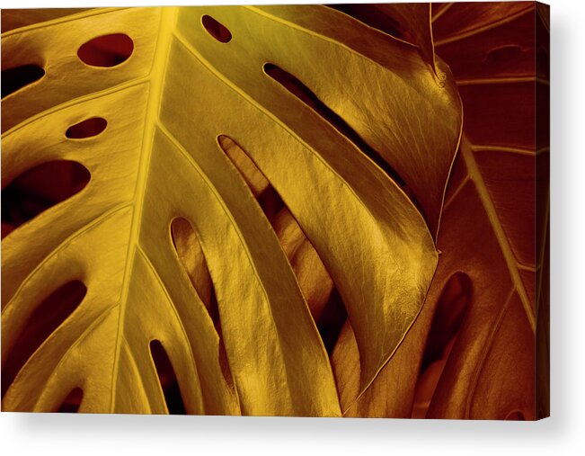 Desert Forest And Garden Acrylic Print featuring the digital art Gold Leaf by Becky Titus