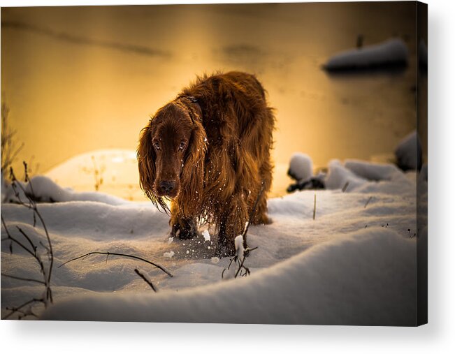 Dog Acrylic Print featuring the photograph Gold, Silver And Bronze. by Uros Lunja