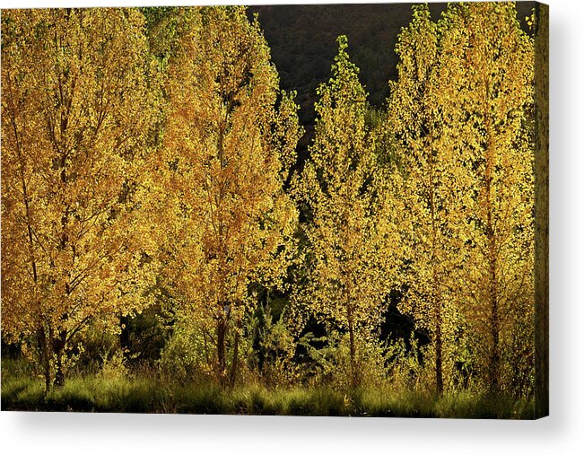 Aspens Acrylic Print featuring the photograph Golden Aspens by Leda Robertson