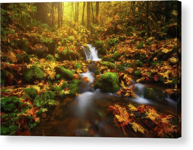 Fall Acrylic Print featuring the photograph Golden Creek Cascade by Darren White