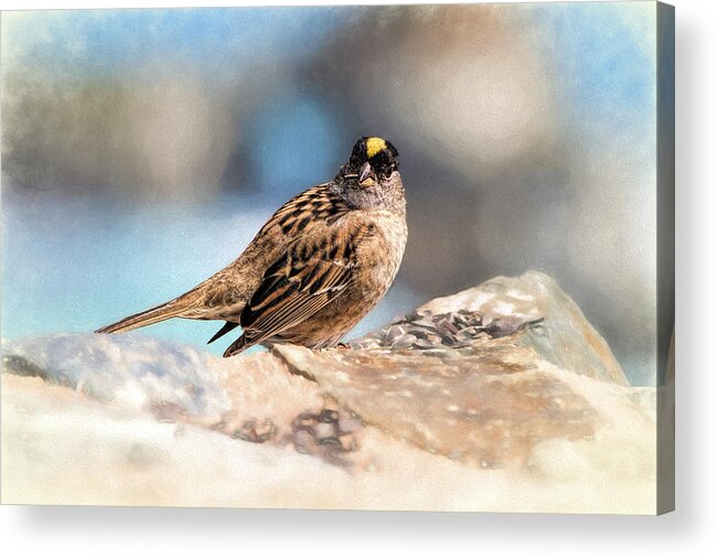 Arch Acrylic Print featuring the photograph Golden-Crowned Sparrow by Gregory Scott