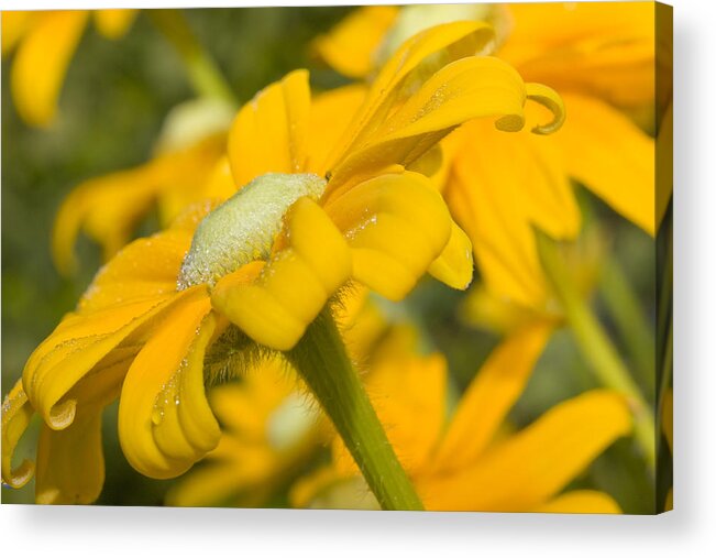 Flowers Acrylic Print featuring the photograph Golden Dream by Barbara White