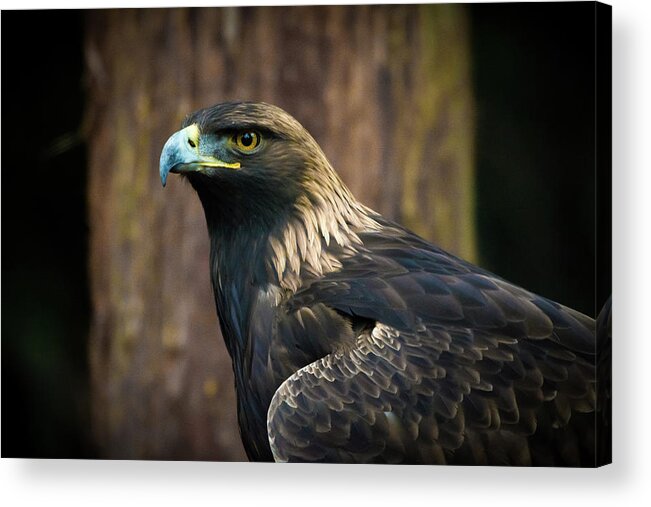 Eagle Acrylic Print featuring the photograph Golden Eagle 5 by Jason Brooks