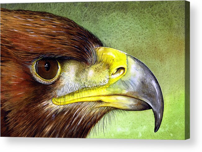 Wildlife Acrylic Print featuring the painting Golden Eagle by Paul Dene Marlor