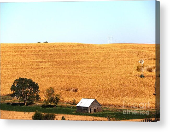 Fall Acrylic Print featuring the photograph Golden Field by Yumi Johnson
