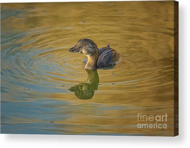 Grebe Acrylic Print featuring the photograph Golden Grebe by Craig Leaper