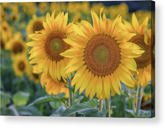 Sunflowers Acrylic Print featuring the photograph Golden Hour at the Sunflower Farm by Kristen Wilkinson