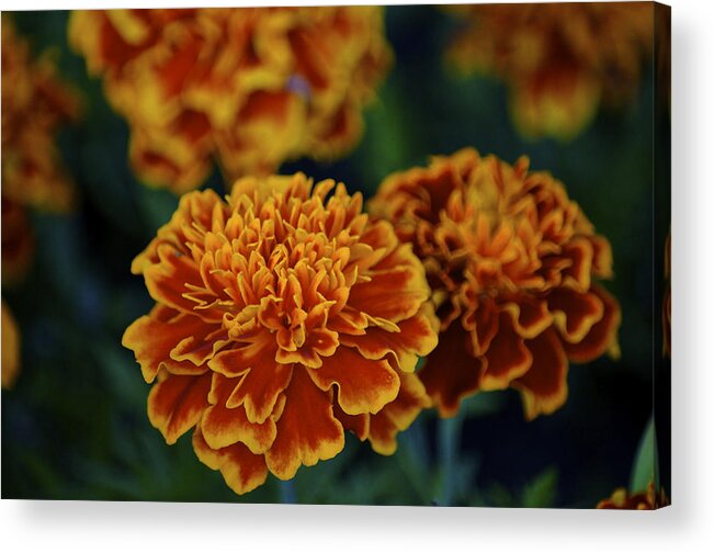 Marigold Acrylic Print featuring the photograph Golden Layers by Steve L'Italien