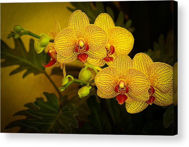 Orchids Acrylic Print featuring the photograph Golden Orchids by Mary Buck