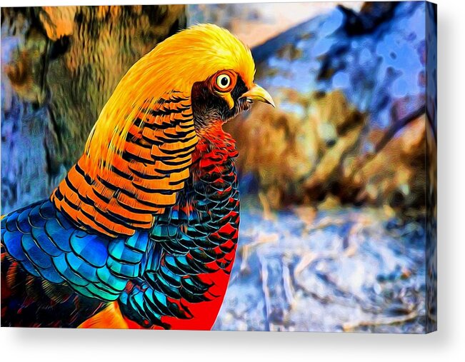 Golden Pheasant Acrylic Print featuring the digital art Golden Pheasant Painterly by Lilia S