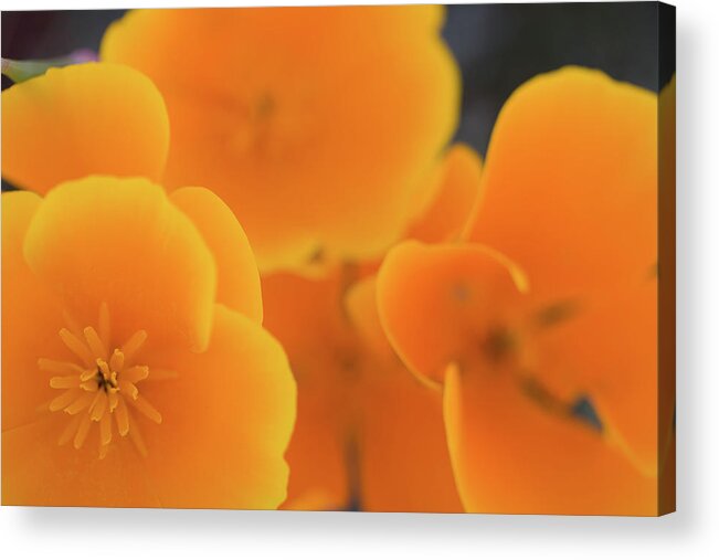 California Acrylic Print featuring the photograph Golden Poppies by Roger Mullenhour