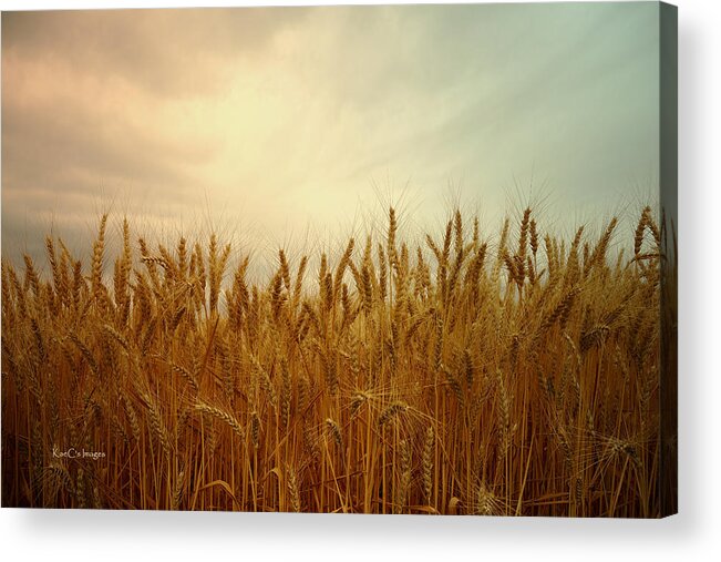 Wheat Acrylic Print featuring the photograph Golden Wheat by Kae Cheatham