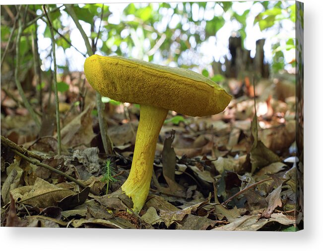 Mushroom Acrylic Print featuring the photograph Goldstalk Mushroom by Paul Rebmann