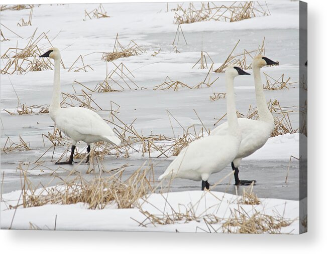 Snow Acrylic Print featuring the photograph Go Your Own Way by Michael Peychich